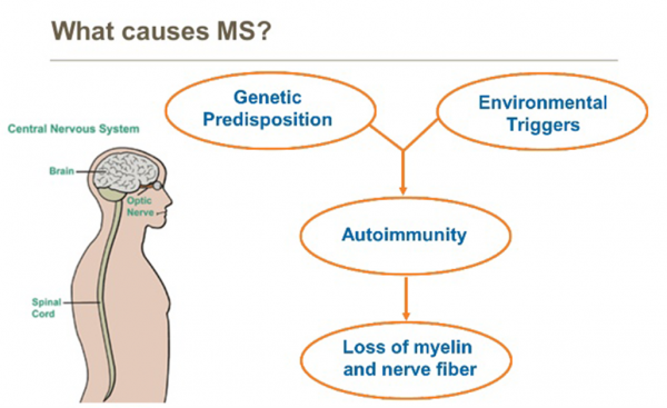 What Causes Ms Wellington Multiple Sclerosis Society Inc